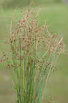 Grass-like fimbry